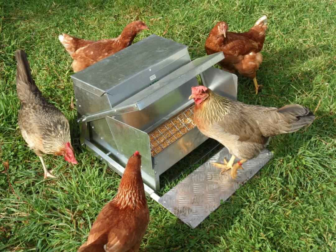 Grand mangeoire automatique pour poulets